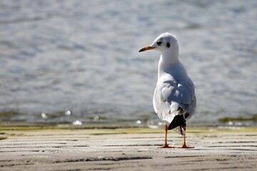 Black-headed gull by the beach