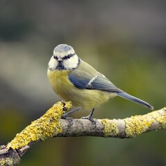 Closeup of a Eurasian blue tit (Cyanistes caeruleus) on a mossy branch