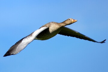 Graylag goose (Anser anser) flying in the blue sky