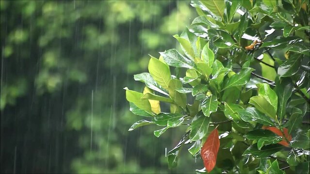 Closeup view of the rain wetting the jackfruit leaves