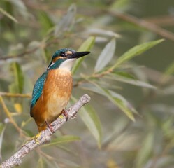 Closeup shot of a common kingfisher perched on a branch