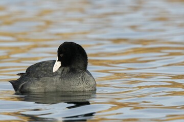 Eurasian coot swimming on a pond with orange and blue colors reflected in the water