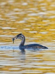 Vertical shot of a crested grebe juvenile on a pond with fish in its beak