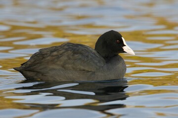 Eurasian coot swimming on a pond with orange and blue colors reflected in the water