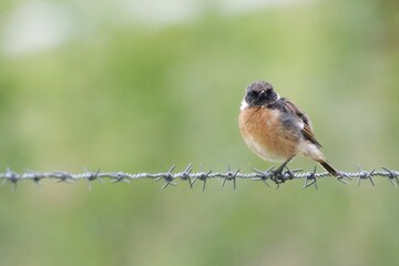 Male whinchat perched on a barbed wire