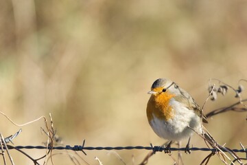 European robin perched on a barbed wire