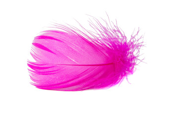 Elegant fluffy feather isolated on the white background