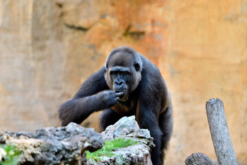 Gorila occidental de llanura (Gorilla gorilla gorilla)