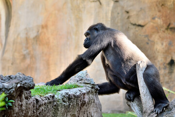 Gorila occidental de llanura (Gorilla gorilla gorilla)