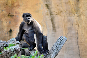 Gorila occidental de llanura (Gorilla gorilla gorilla)