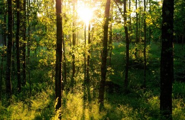 Dense forest with tall green trees with the sun shining bright in the background