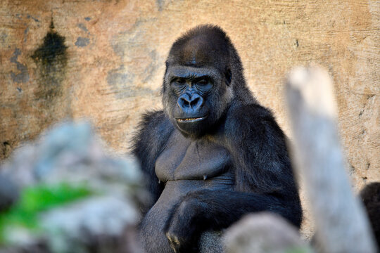 Gorila occidental de llanura (Gorilla gorilla gorilla)