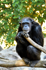 Chimpancé (Pan troglodytes) en postura pensativa 