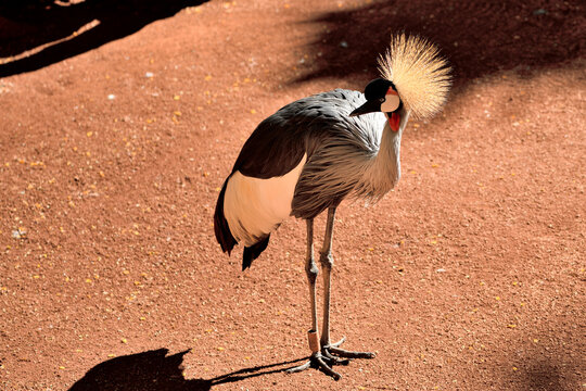 Grulla coronada cuelligr&iacute;s (Balearica regulorum)