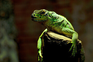 Camaleón pantera (Furcifer pardalis) © JOSE ANTONIO