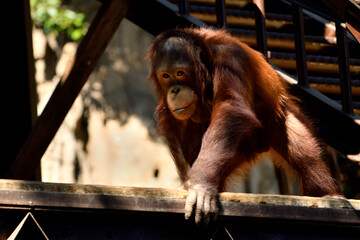 Orangután de borneo (Pongo pygmaeus)
