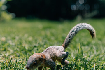 A cute adorable baby squirrel on the grass