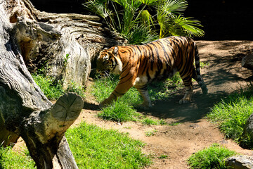 Tigre de Sumatra (Panthera tigris sumatrae)