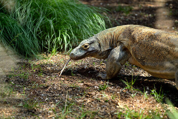 Dragón de Komodo (Varanus komodoensis)