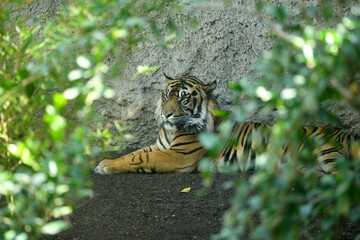 Tigre de Sumatra (Panthera tigris sumatrae)