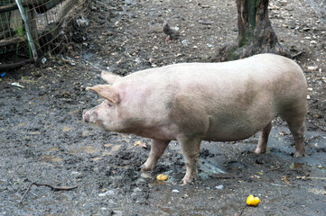 A Large White breed pig in the pigsty.