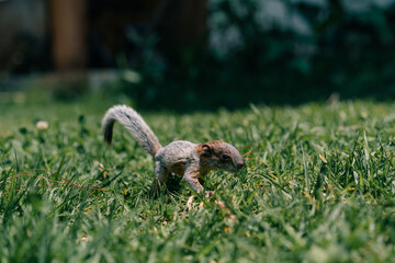 A cute adorable baby squirrel on the grass