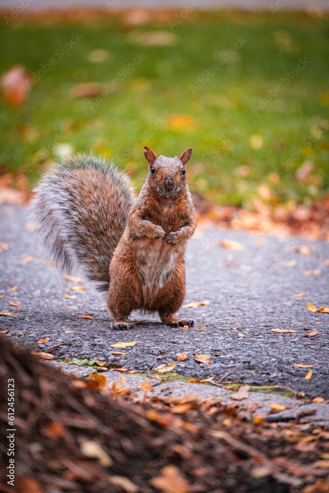 Poster Vertical shot of a cute squirrel in the park on the blurred background on a sunny autumn day