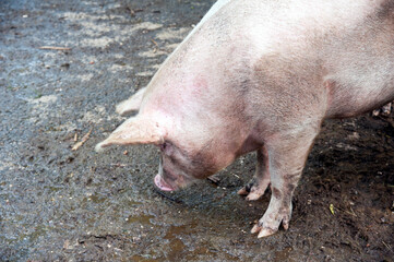 Face of a Large White breed pig in the pigsty.
