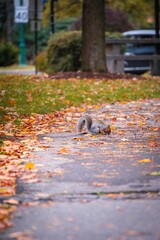 Vertical shot of a cute squirrel in the park on the blurred background on a sunny autumn day