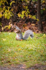 Vertical shot of a cute squirrel in the park on the blurred background on a sunny autumn day