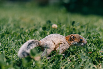 A cute adorable baby squirrel on the grass