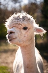 Obraz premium Closeup shot of a cute white Alpaca (Vicugna pacos) at a farm on the sunny blurred background