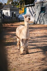 Vertical shot of a cute brown Alpaca (Vicugna pacos) at a farm on the sunny blurred background