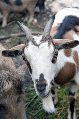 Face of a spotty and bearded goat together other grazing goats.