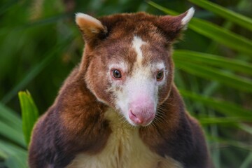 Closeup shot of a tree kangaroo