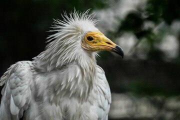 Head of Egyptian vulture (Neophron percnopterus)