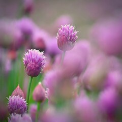 Landscape with purple chives flowers. Summer sunny day with sun, blue sky and colorful nature background.