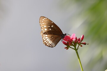 Euploea core butterfly on flower against blurred background