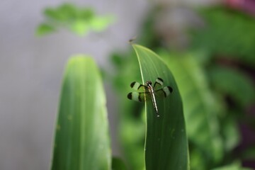 Dragon fly on green leaf