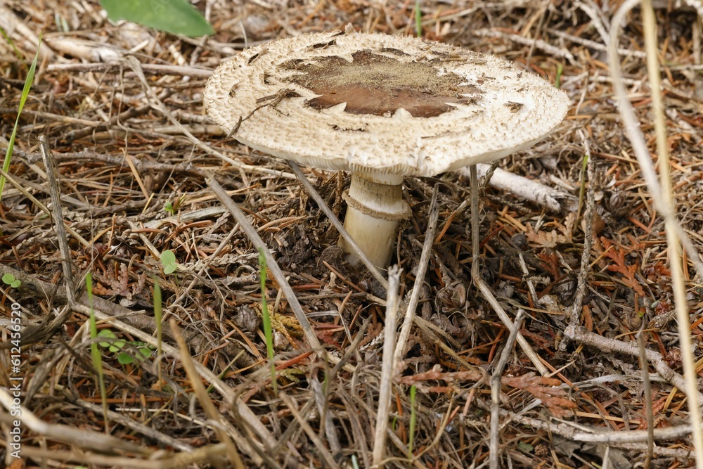 Poster Closeup shot of a mushroom growing in a forest