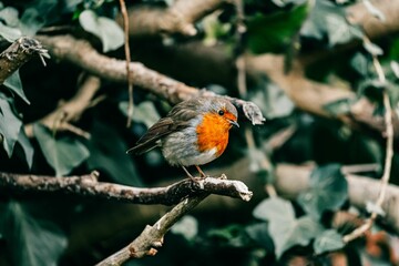 Robin Redbreast - European Robin - Erithacus rubecula. Sitting on a Branch in the UK.
