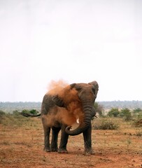 Fototapeta na wymiar Huge elephant putting dust around its body