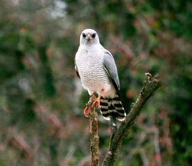 Closeup shot of a white hawk perched on a tree branch