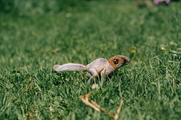 Naklejka na ściany i meble A cute adorable baby squirrel on the grass