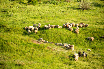 A herd of sheep grazes on the green slopes.