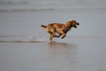 Golden retriever running on a large beach in North Devon