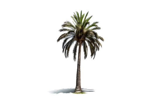 Centered Palm Tree on White Background