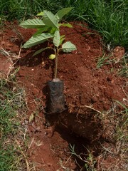  planting tree in a deep dug hole saves the seedling