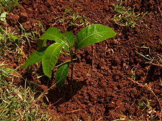 just planted mango plant in the ground for climate change mitigation,  planting trees saves lives