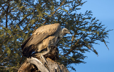 vulture perched on a tree, vulture perched on a branch